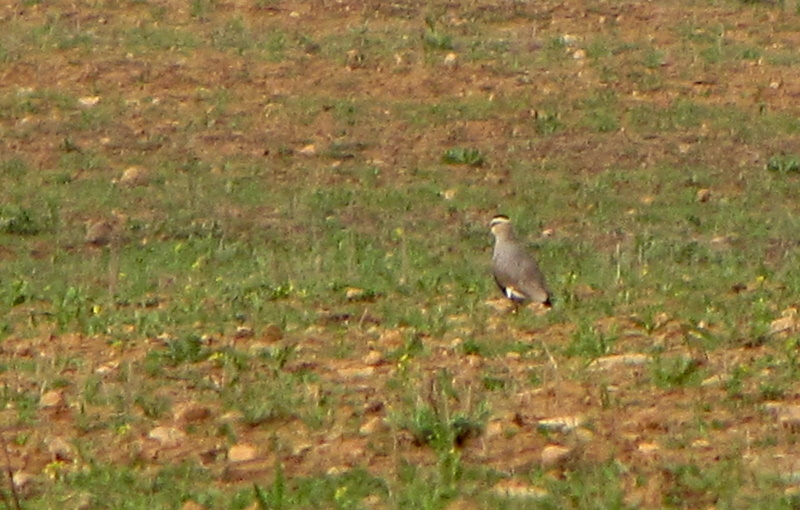Sürmeli kızkuşu » Sociable Lapwing » Vanellus gregarius
