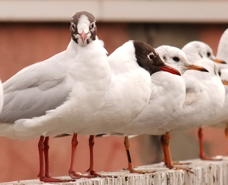 Karabaş martı » Black-headed Gull » Chroicocephalus ridibundus