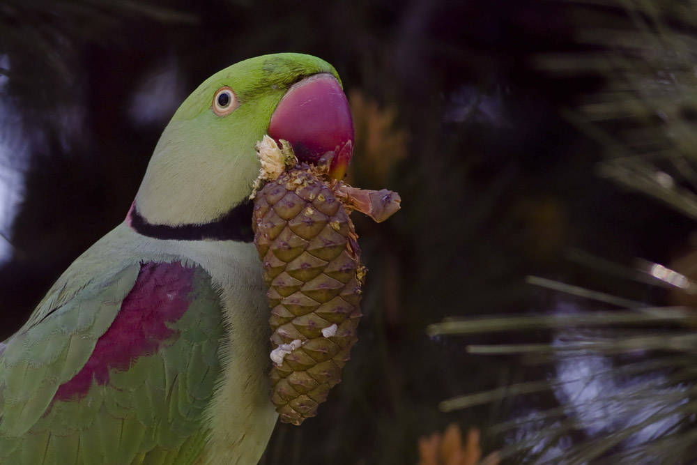 İskender papağanı » Alexandrine Parakeet » Psittacula eupatria