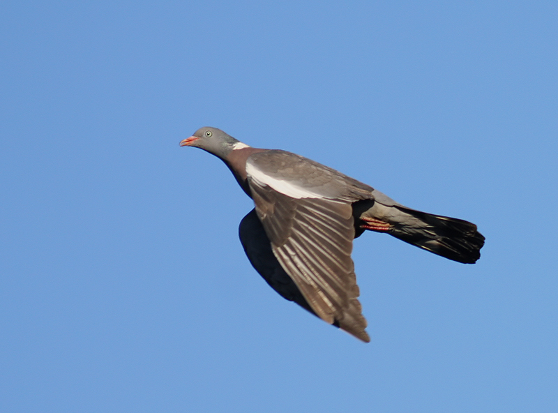 Tahtalı » Common Wood Pigeon » Columba palumbus