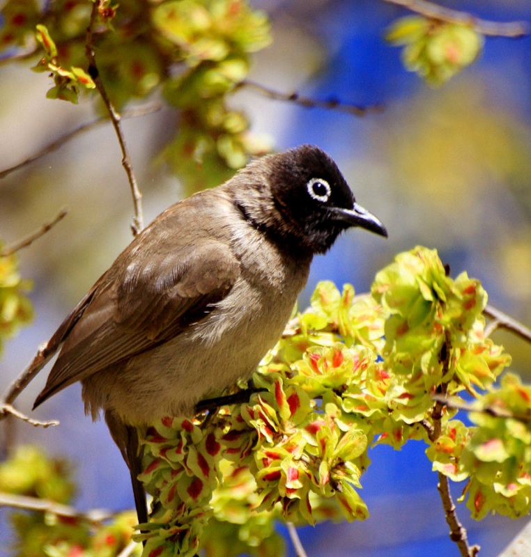 Arapbülbülü » White-spectacled Bulbul » Pycnonotus xanthopygos