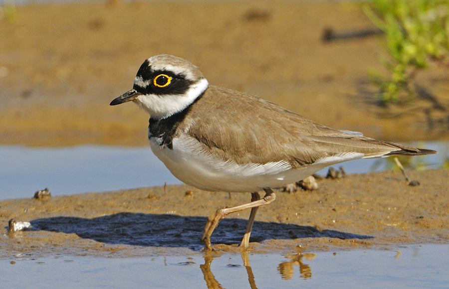 Halkalı küçük cılıbıt » Little Ringed Plover » Charadrius dubius