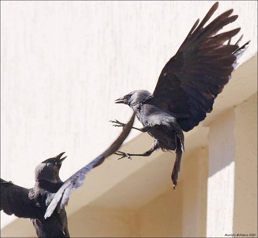 Küçük karga