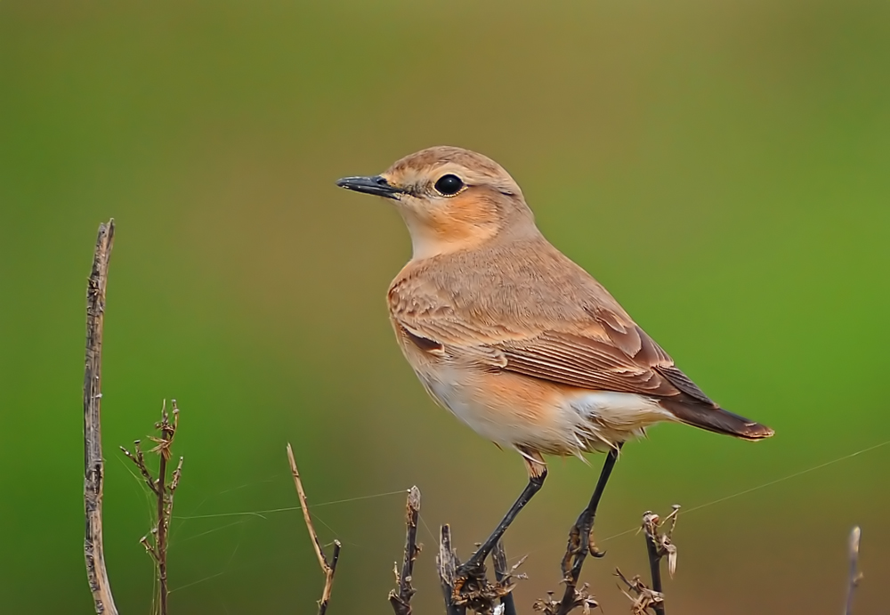 Boz kuyrukkakan » Isabelline Wheatear » Oenanthe isabellina