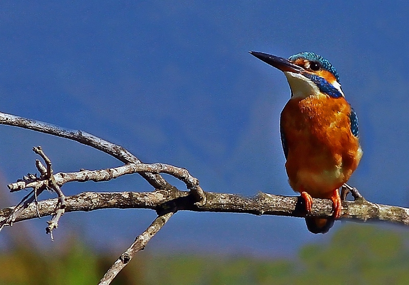 Yalıçapkını » Common Kingfisher » Alcedo atthis