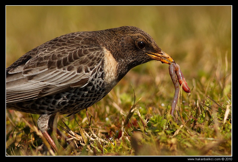 Boğmaklı ardıç » Ring Ouzel » Turdus torquatus