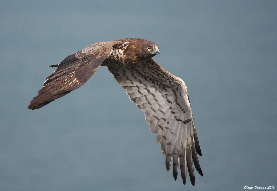Yılan kartalı » Short-toed Snake Eagle » Circaetus gallicus