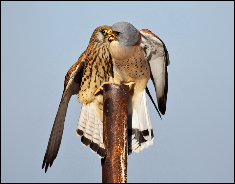 Küçük kerkenez » Lesser Kestrel » Falco naumanni