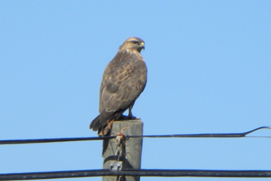 Şahin » Common Buzzard » Buteo buteo