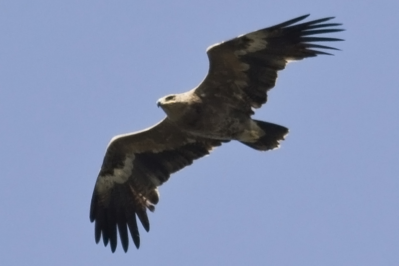 Bozkır kartalı » Steppe Eagle » Aquila nipalensis