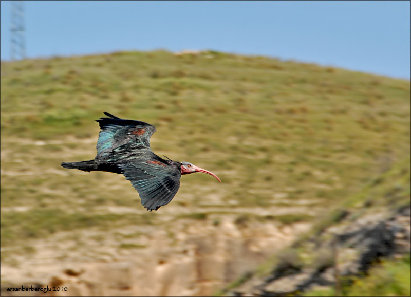 Kelaynak » Northern Bald Ibis » Geronticus eremita