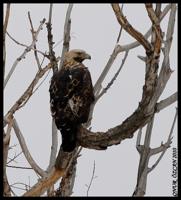 Şah kartal » Eastern Imperial Eagle » Aquila heliaca