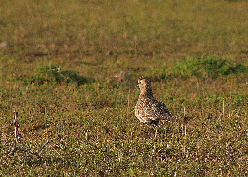 Altın yağmurcun » European Golden Plover » Pluvialis apricaria