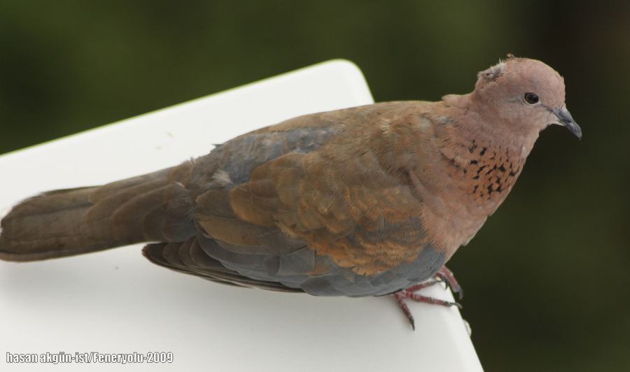 Küçük kumru » Laughing Dove » Spilopelia senegalensis