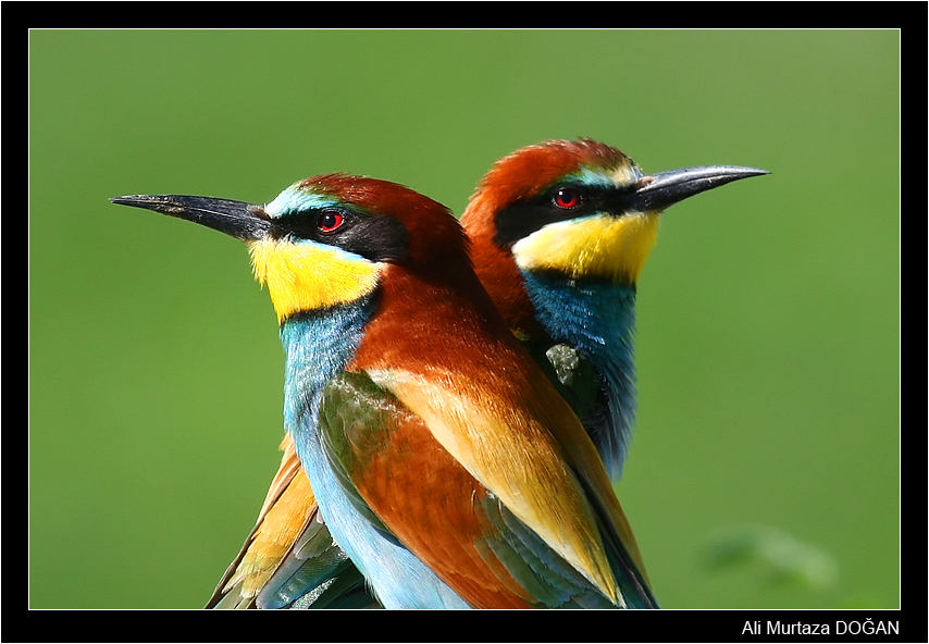 Arıkuşu » European Bee-eater » Merops apiaster
