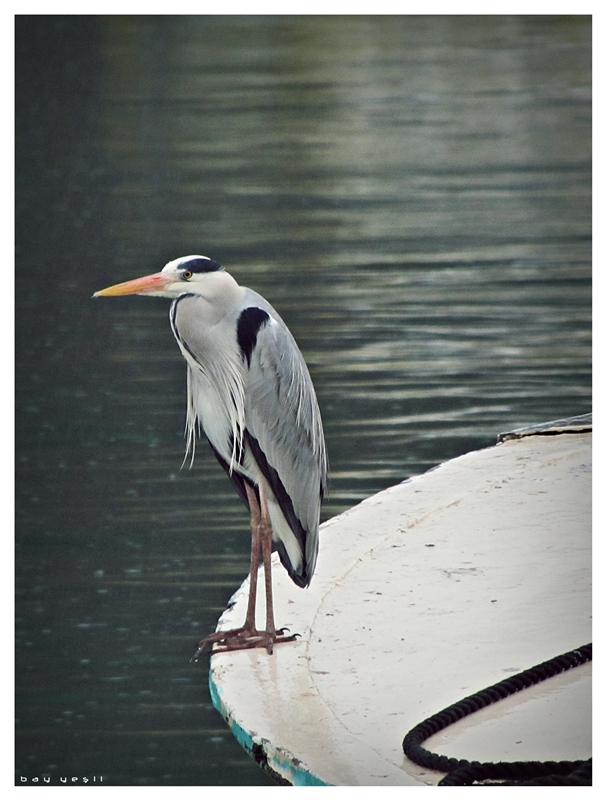 Gri balıkçıl » Grey Heron » Ardea cinerea