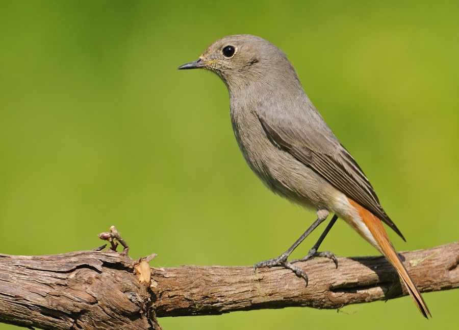 Kara kızılkuyruk » Black Redstart » Phoenicurus ochruros