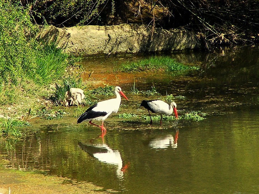Leylek » White Stork » Ciconia ciconia