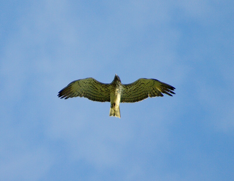Yılan kartalı » Short-toed Snake Eagle » Circaetus gallicus