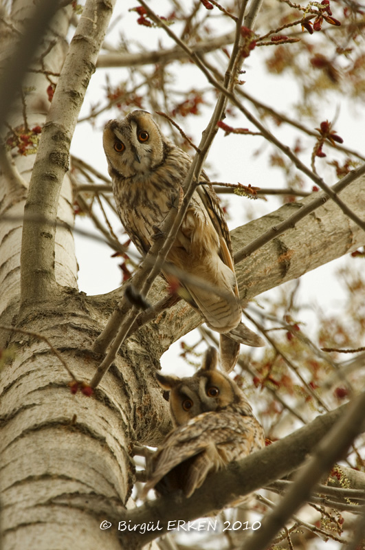 Kulaklı orman baykuşu » Long-eared Owl » Asio otus