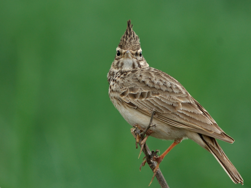 Tepeli toygar » Crested Lark » Galerida cristata