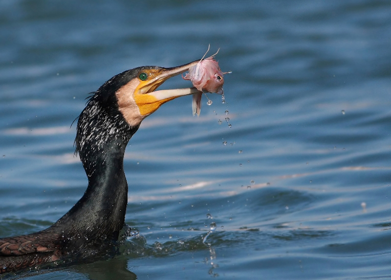 Karabatak » Great Cormorant » Phalacrocorax carbo