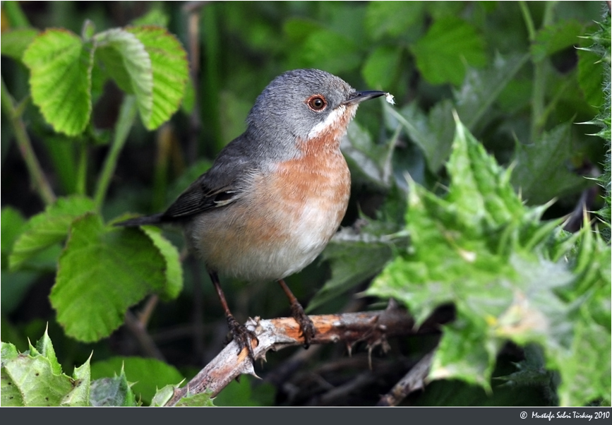 Bıyıklı ötleğen » Subalpine Warbler » Sylvia cantillans