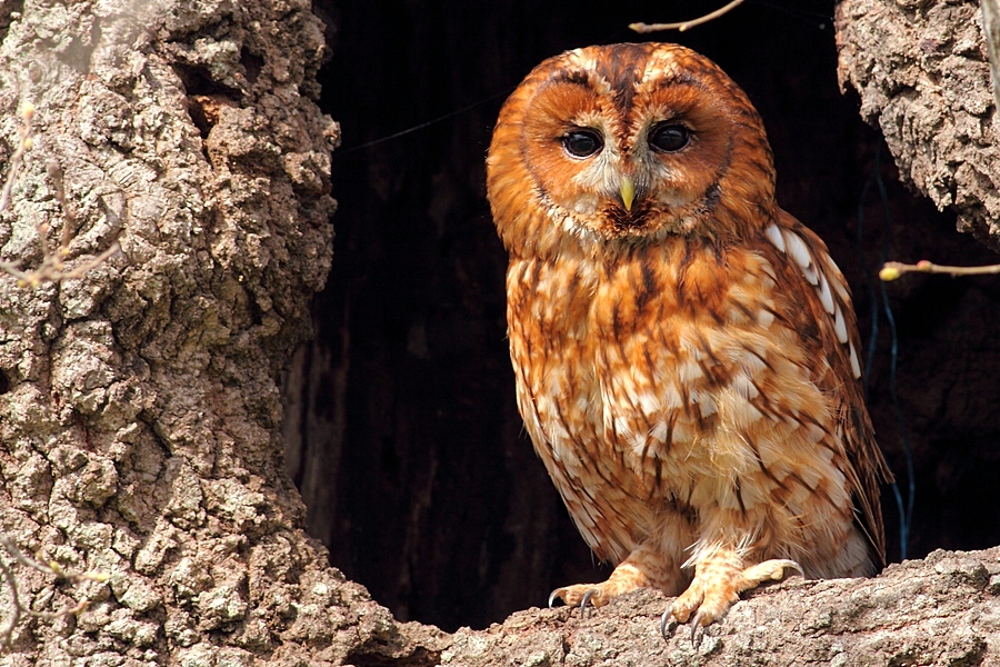Alaca baykuş » Tawny Owl » Strix aluco