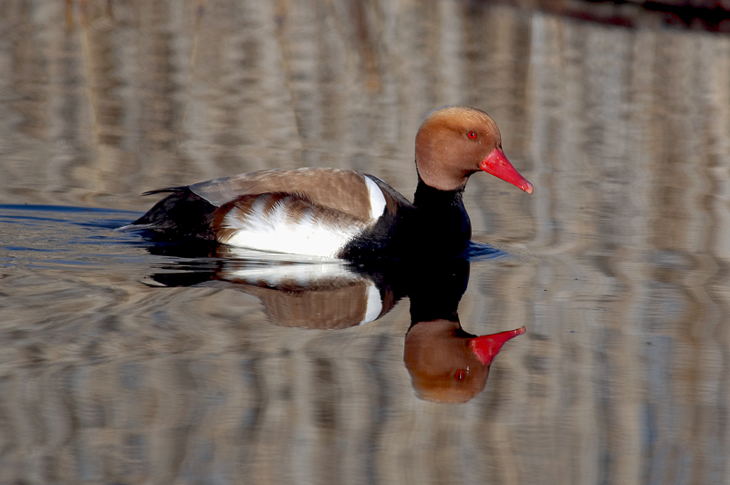 Macar ördeği » Red-crested Pochard » Netta rufina