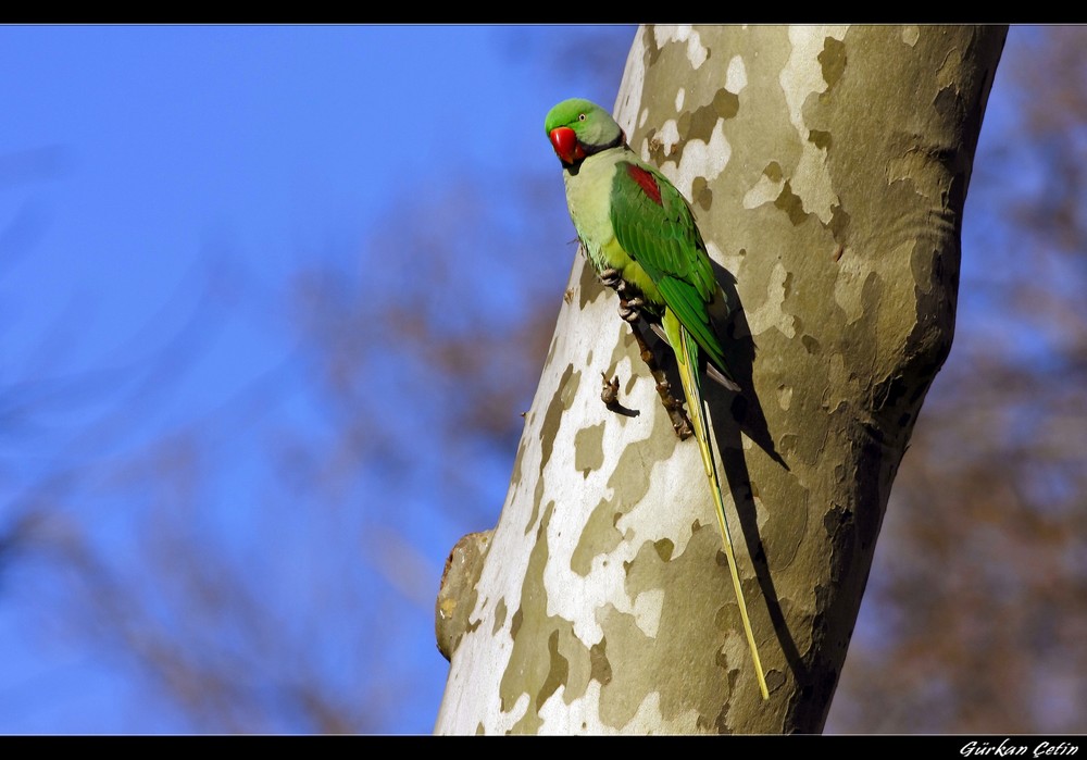 İskender papağanı » Alexandrine Parakeet » Psittacula eupatria