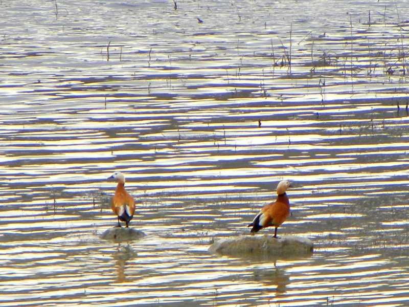 Angıt » Ruddy Shelduck » Tadorna ferruginea