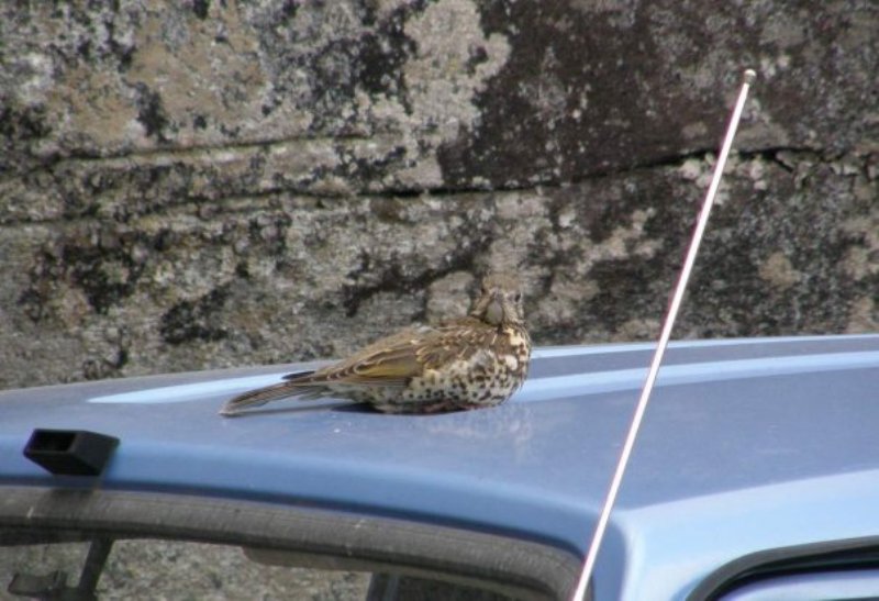Ökse ardıcı » Mistle Thrush » Turdus viscivorus