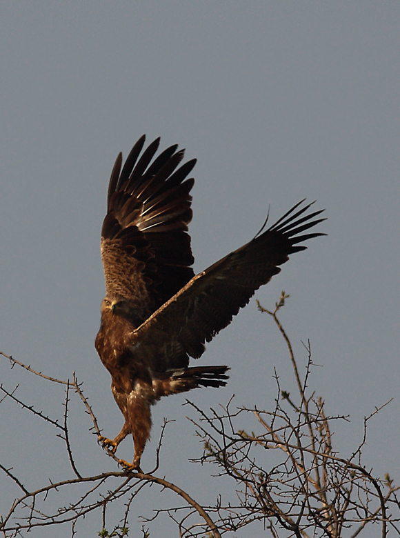 Küçük orman kartalı » Lesser Spotted Eagle » Clanga pomarina