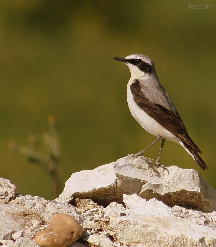 Kuyrukkakan » Northern Wheatear » Oenanthe oenanthe