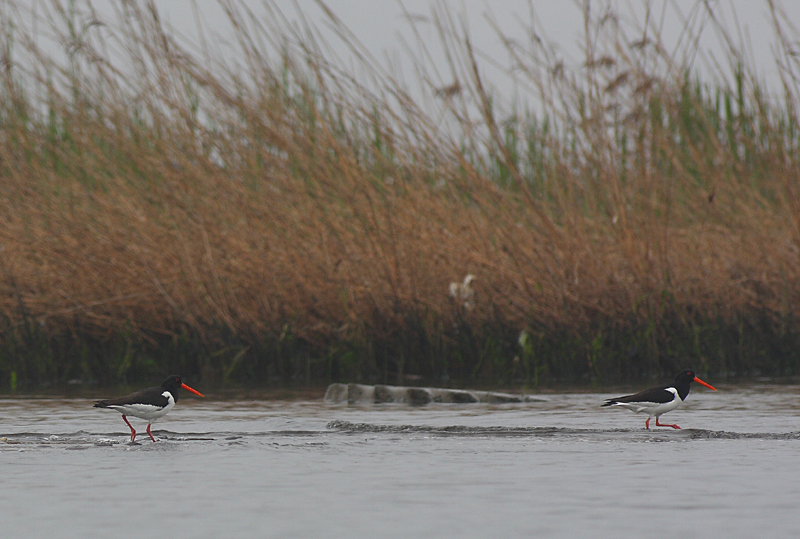 Poyrazkuşu » Eurasian Oystercatcher » Haematopus ostralegus