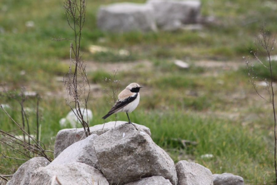 Çöl kuyrukkakanı » Desert Wheatear » Oenanthe deserti