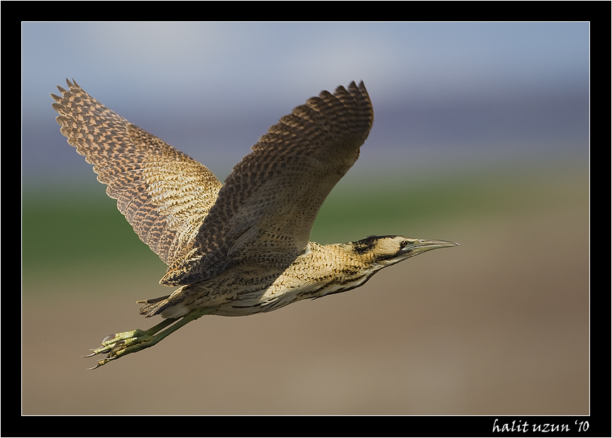 Balaban » Eurasian Bittern » Botaurus stellaris