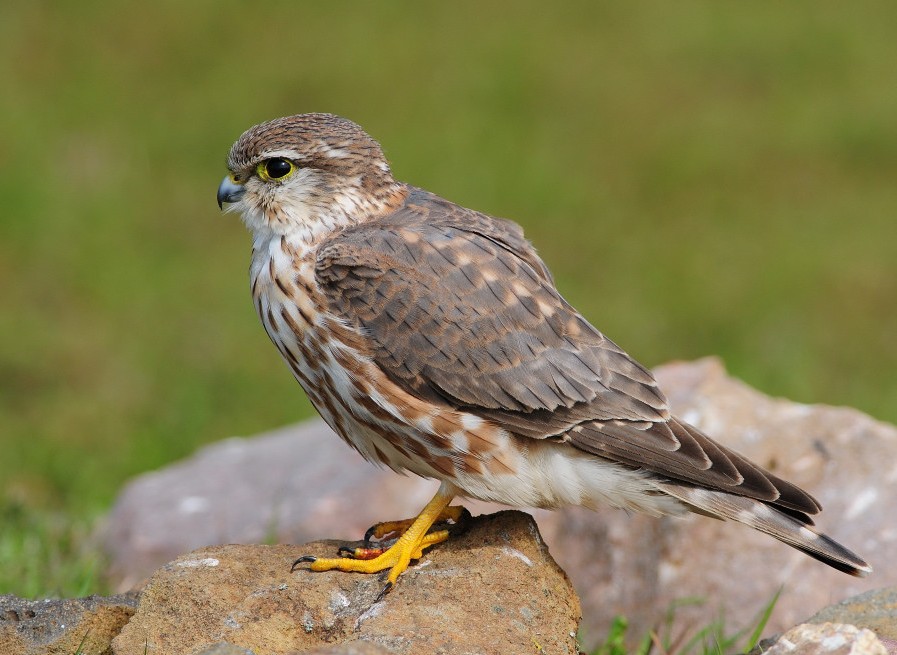 Boz doğan » Merlin » Falco columbarius