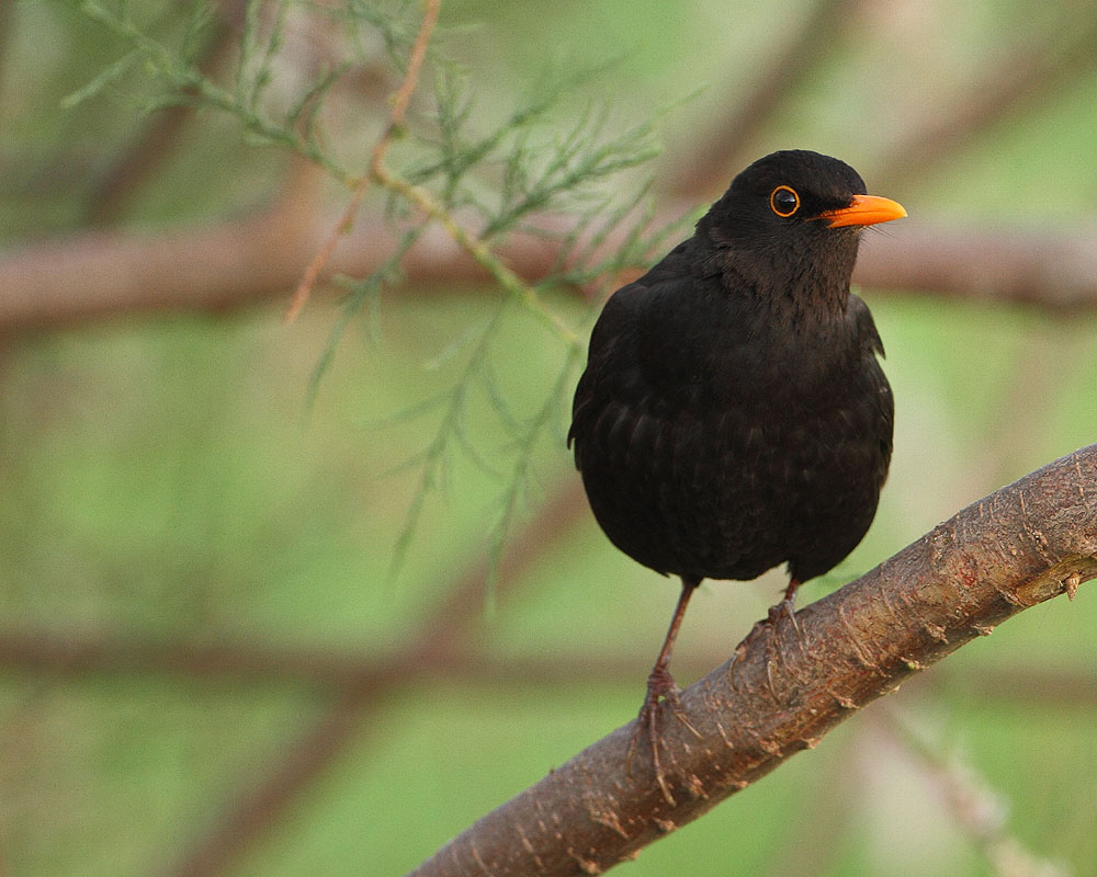 Karatavuk » Common Blackbird » Turdus merula