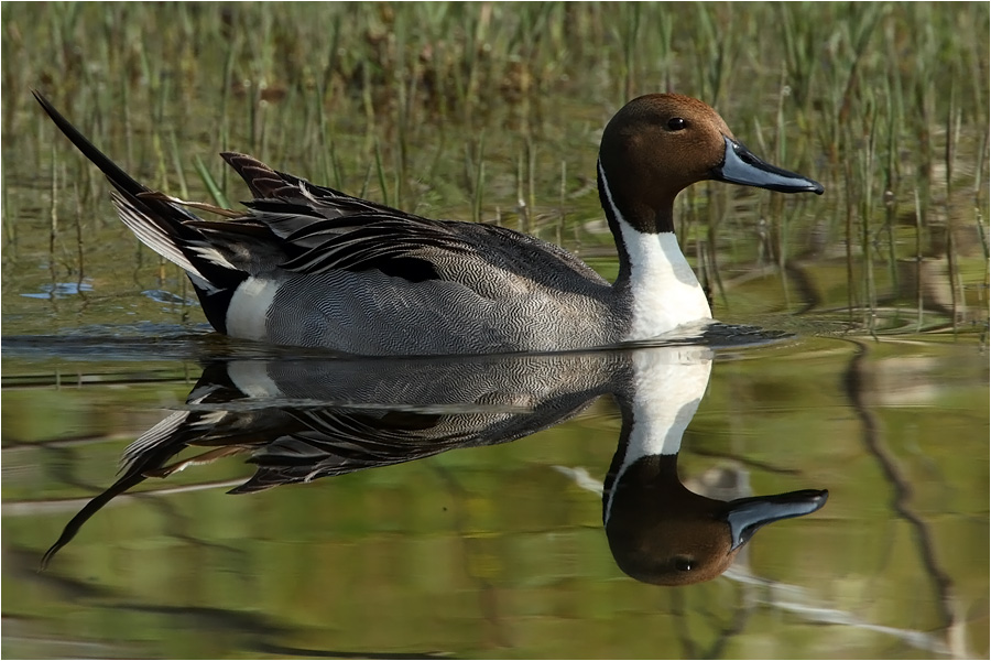 Kılkuyruk » Northern Pintail » Anas acuta