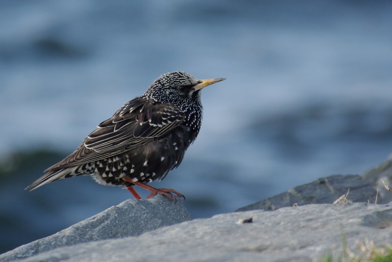Sığırcık » Common Starling » Sturnus vulgaris