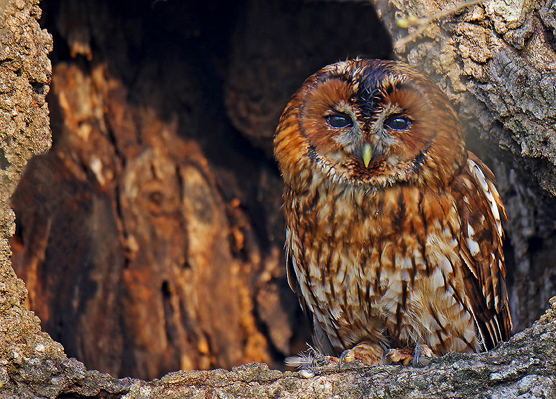 Alaca baykuş » Tawny Owl » Strix aluco
