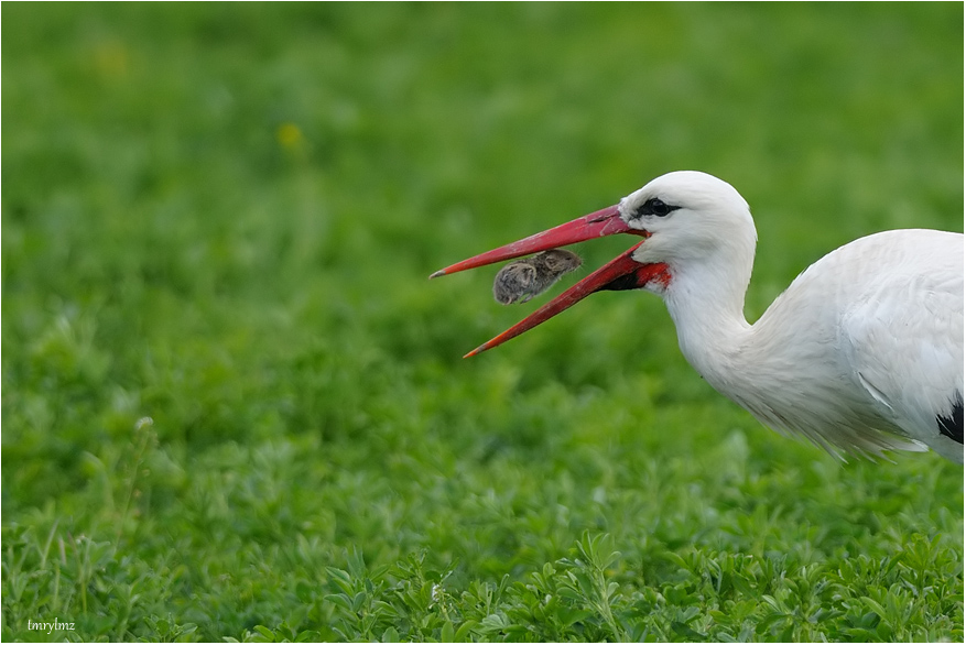 Leylek » White Stork » Ciconia ciconia