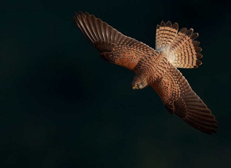 Küçük kerkenez » Lesser Kestrel » Falco naumanni