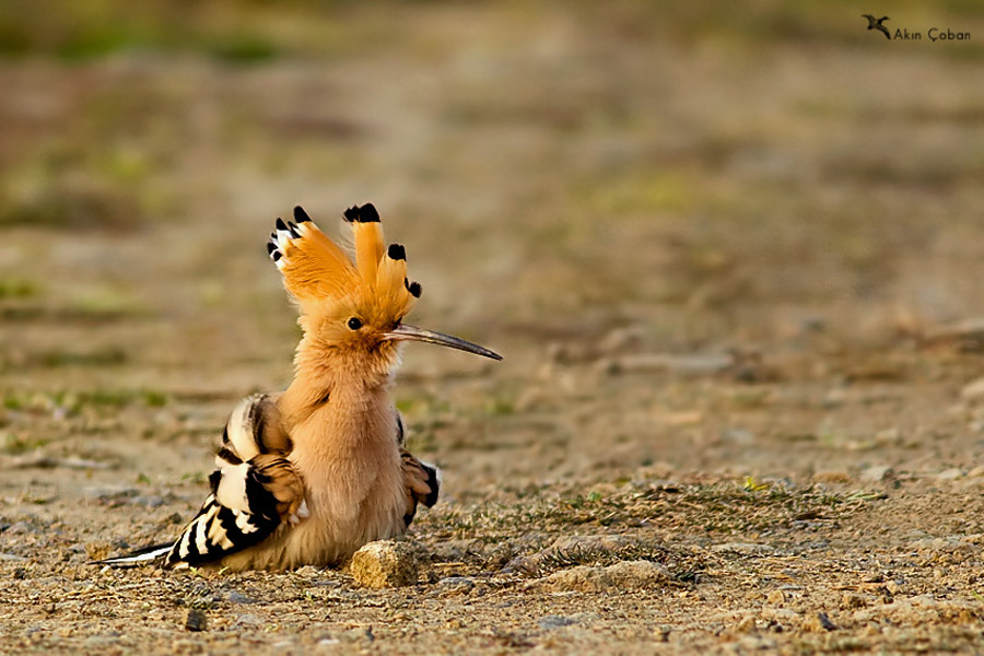 İbibik » Eurasian Hoopoe » Upupa epops
