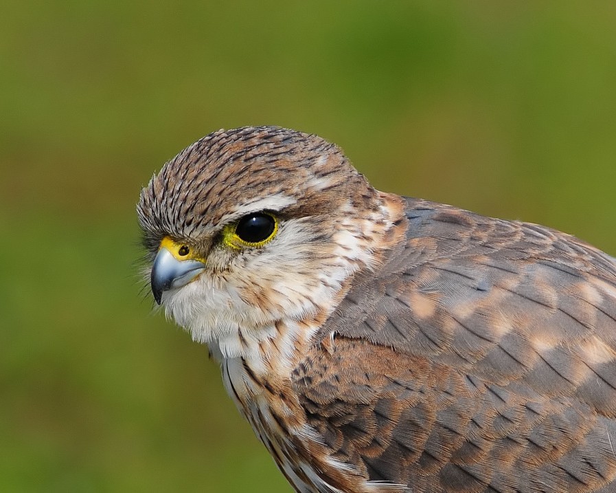 Boz doğan » Merlin » Falco columbarius