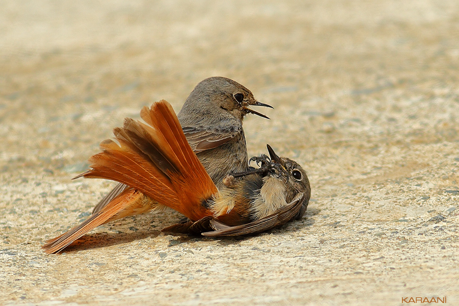 Kara kızılkuyruk » Black Redstart » Phoenicurus ochruros