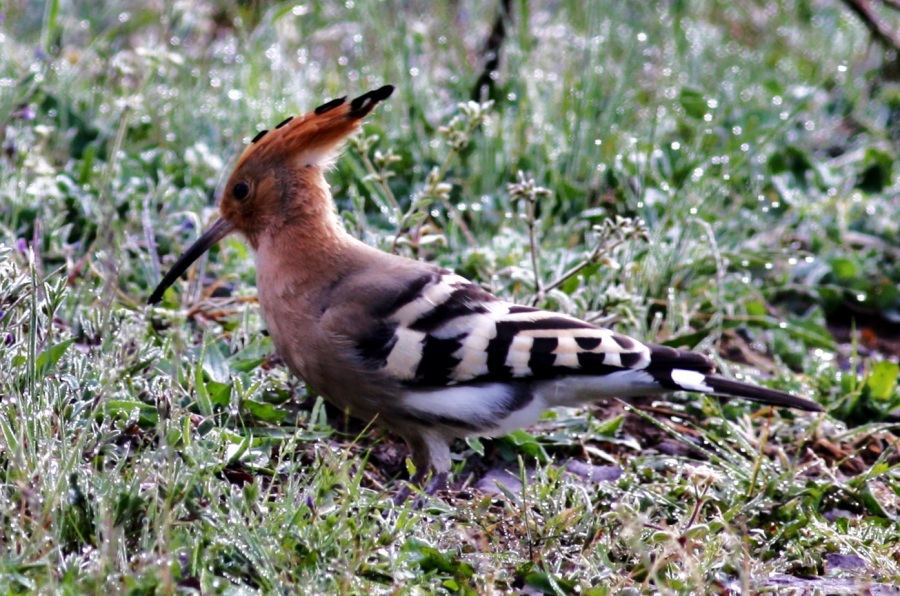 İbibik » Eurasian Hoopoe » Upupa epops