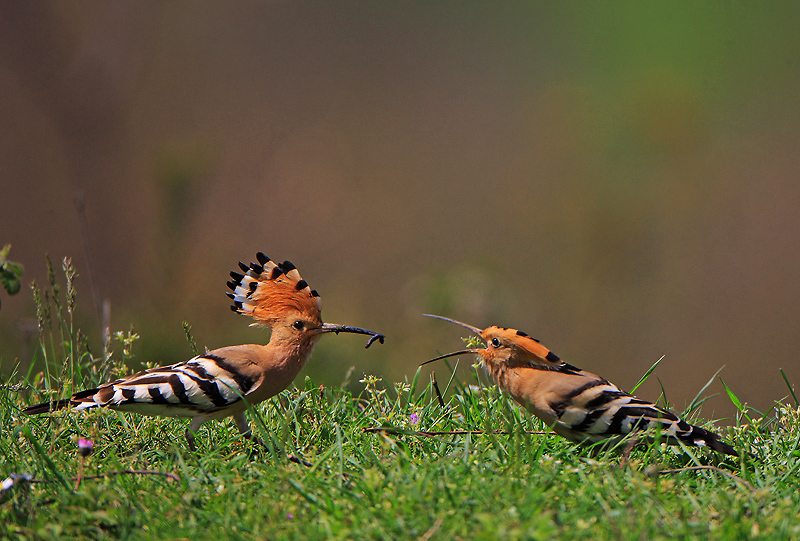 İbibik » Eurasian Hoopoe » Upupa epops