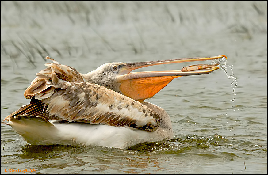 Tepeli pelikan » Dalmatian Pelican » Pelecanus crispus